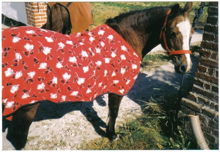 Welsh Mountain (sec A) Dizzy billede 2