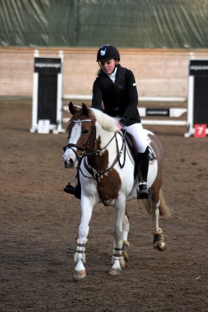 Pinto Sally - LB i sønderborg. Foto: anne krogh billede 15