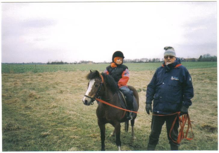 Welsh Mountain (sec A) Dizzy billede 3