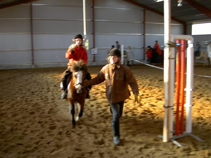 Welsh Mountain (sec A) Dizzy billede 4