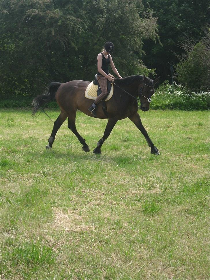 Dansk Varmblod Marco Bell - I miss you big, It's kinda hard with you not around .<3 billede 11