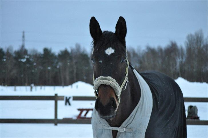 Dansk Varmblod Marco Bell - You gonna have to leave me now I know, but I'll see you in the sky above, in the tall grass in the ones I love. Yer gonna make me lonesome when you go. <3 billede 13