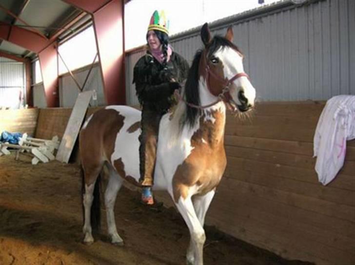 Pinto Painted Destiny - Hos tidliger ejer billede 4