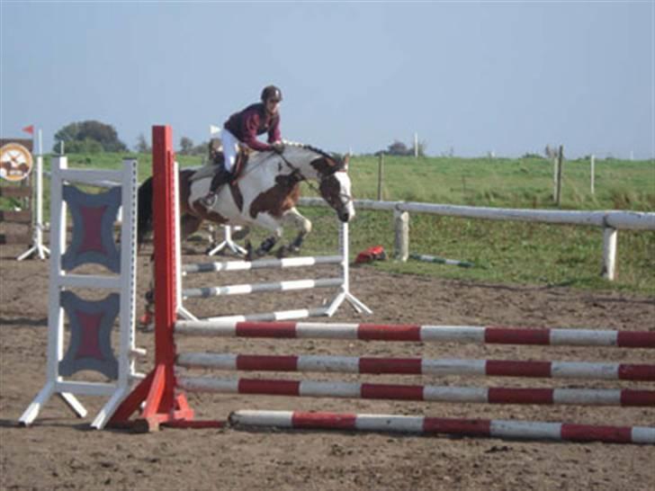 Pinto Painted Destiny - Hos tidliger ejer billede 5