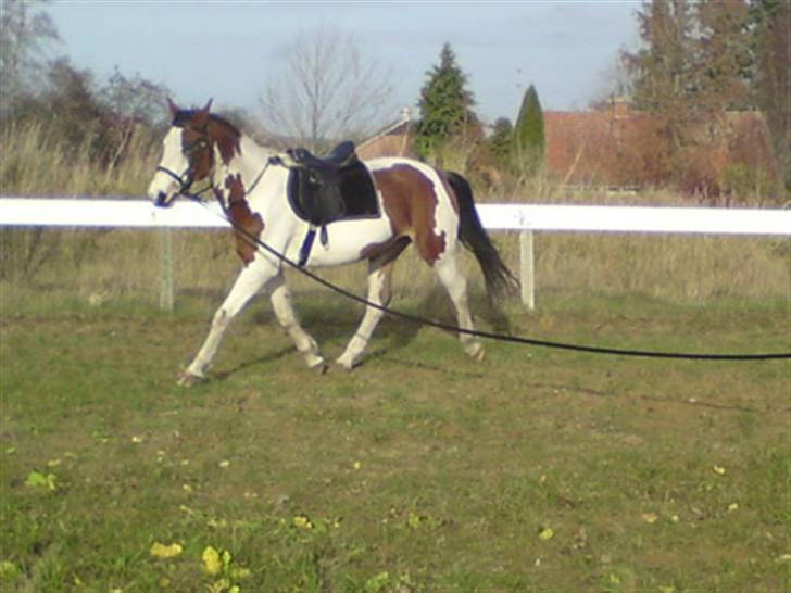 Pinto Painted Destiny - November 2009 billede 7