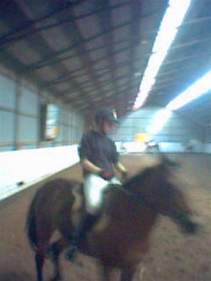 New Forest Tanholts Mamba - mig og mamba i en lc1. (lidt sløret billed, men det bedste der er...) billede 13