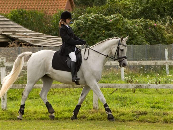 Trakehner Rose Moon - mit og roses første stævne sammen. vi kom på 8. pladsen i dressur. :/  Foto: Johnny Pedersen billede 1