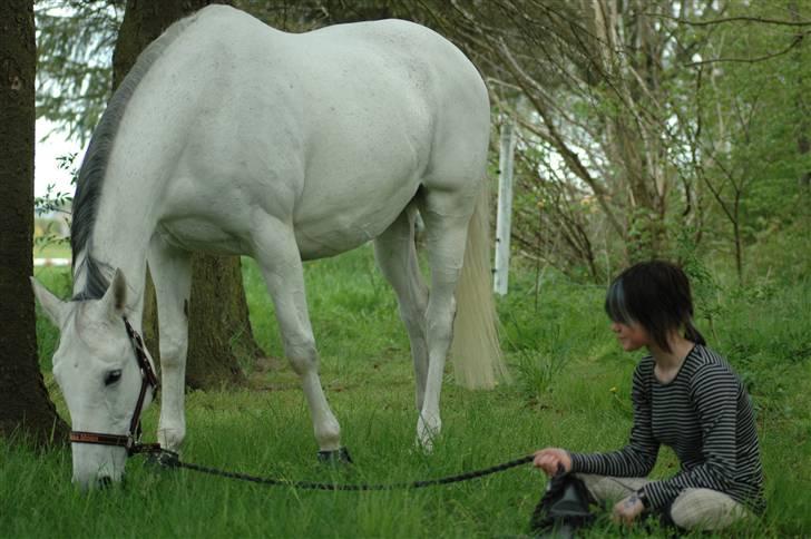 Trakehner Rose Moon - Jeg elsker dig Rose<3 Foto: Carsten Koop billede 2