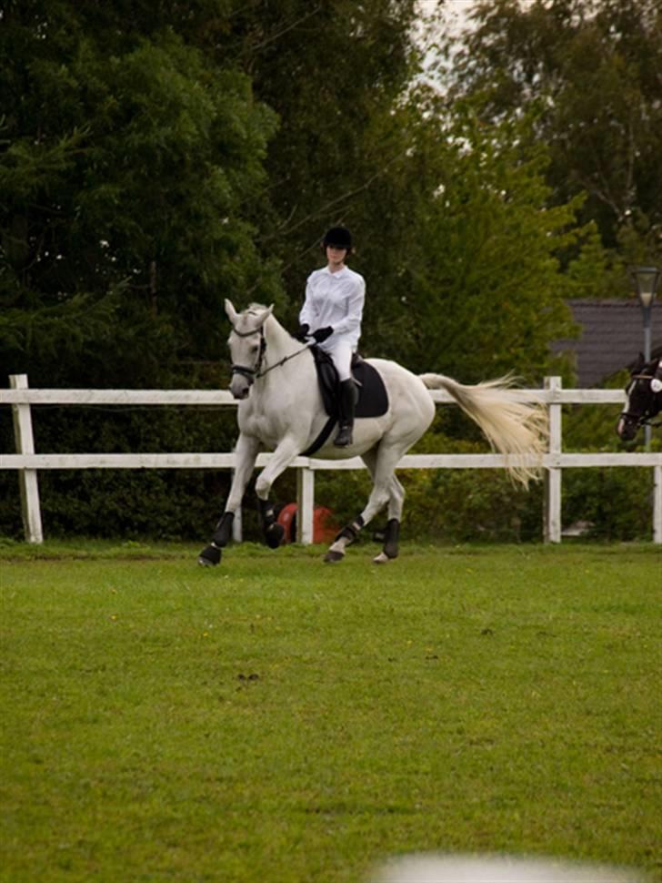 Trakehner Rose Moon - Foto: Johnny Pedersen billede 5