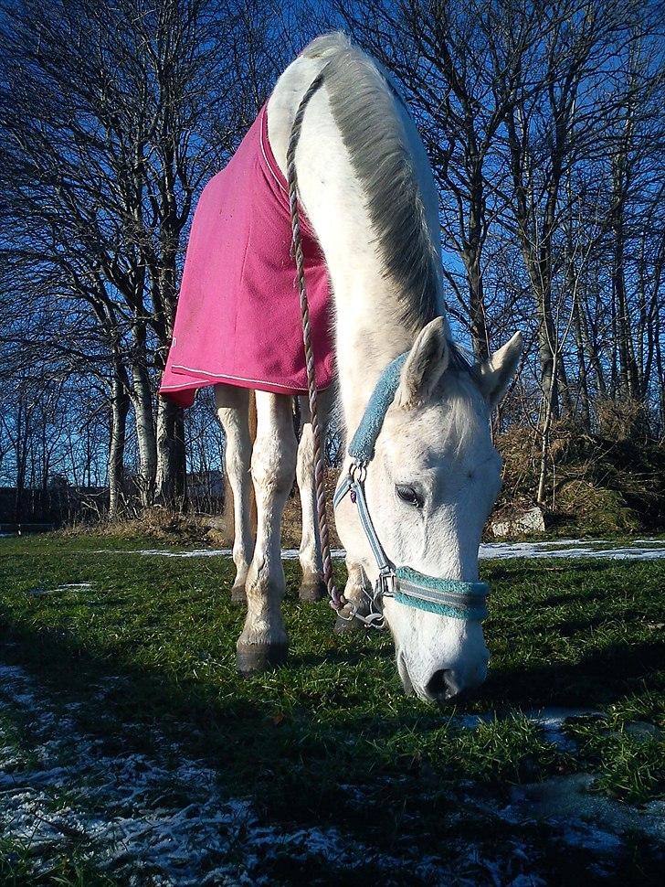 Trakehner Rose Moon - Sidste billede taget af Rose, før hun tog afsted..        Foto: Mig billede 6