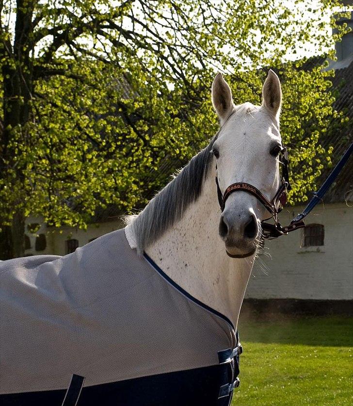 Trakehner Rose Moon - Da Rose ankommer til Toftegården, Fr.havn.  Foto: Johnny Pedersen billede 7