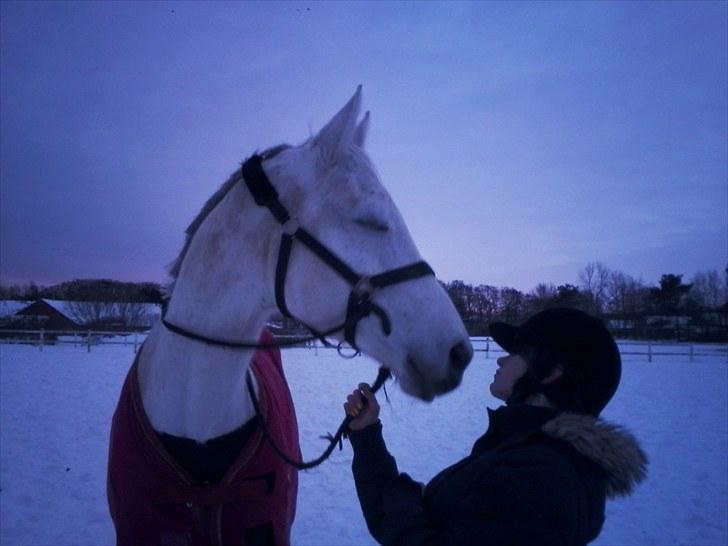 Trakehner Rose Moon - Foto: Cecilia billede 8