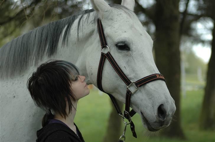 Trakehner Rose Moon - Rose, you own my heart.  Foto: Carsten Koop billede 10