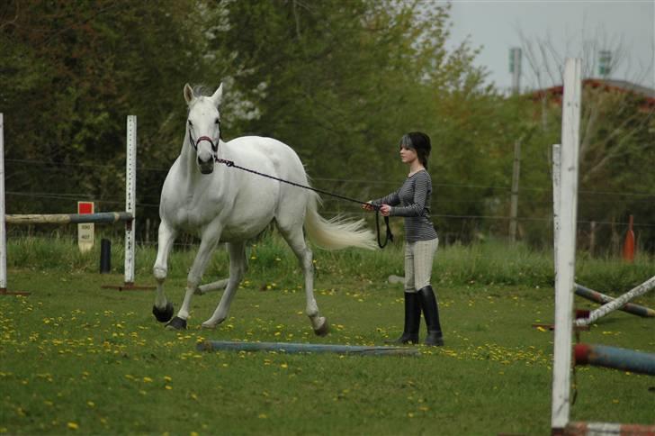 Trakehner Rose Moon - "longerede" hende lidt. :) Foto: Carsten Koop billede 11