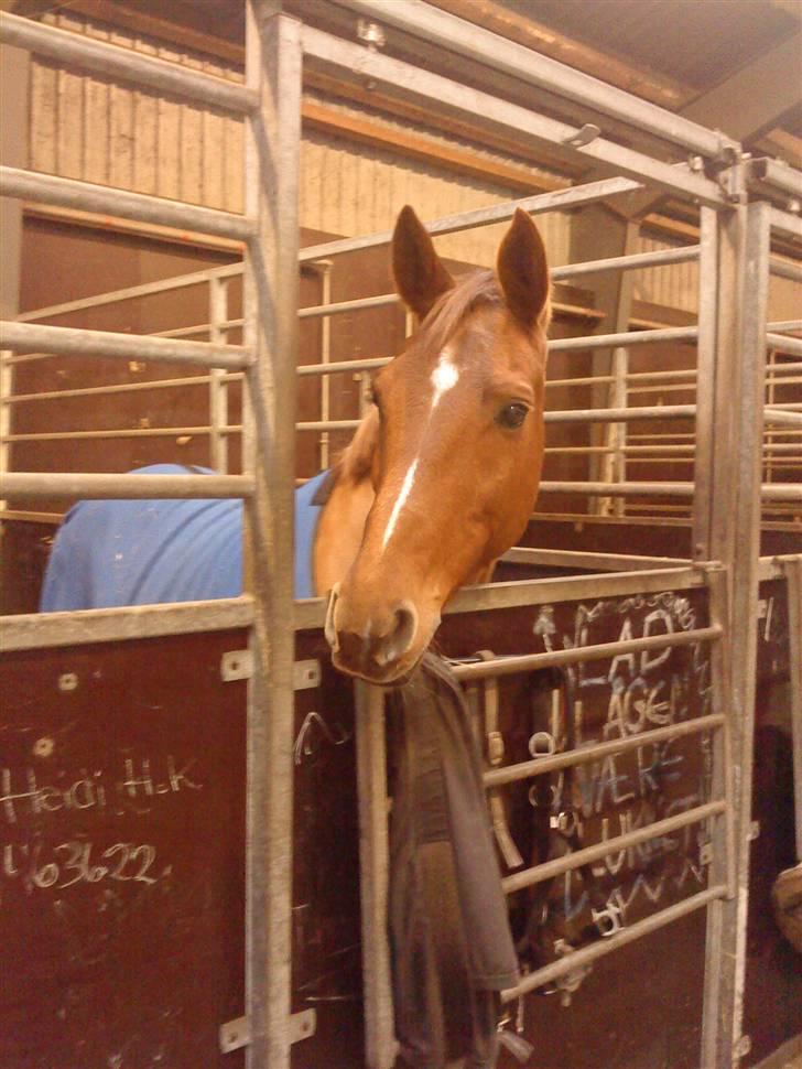 Anden særlig race Eddy - Kig kig :D INGEN BILLEDER MÅ KOPIERS! billede 15