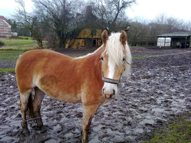 Haflinger Unika<3 Solgt! billede 8