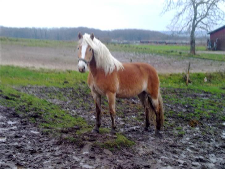 Haflinger Unika<3 Solgt! billede 9