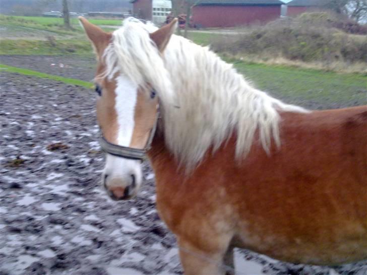 Haflinger Unika<3 Solgt! billede 10