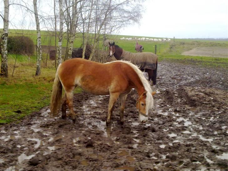 Haflinger Unika<3 Solgt! billede 11