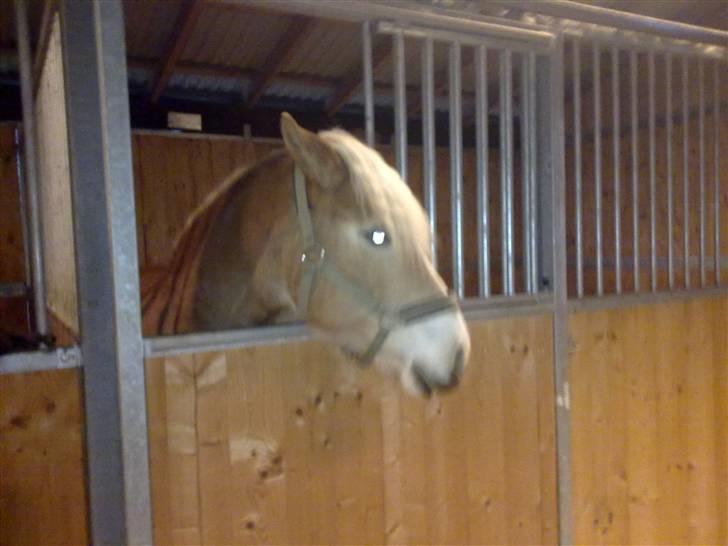 Haflinger Unika<3 Solgt! billede 12