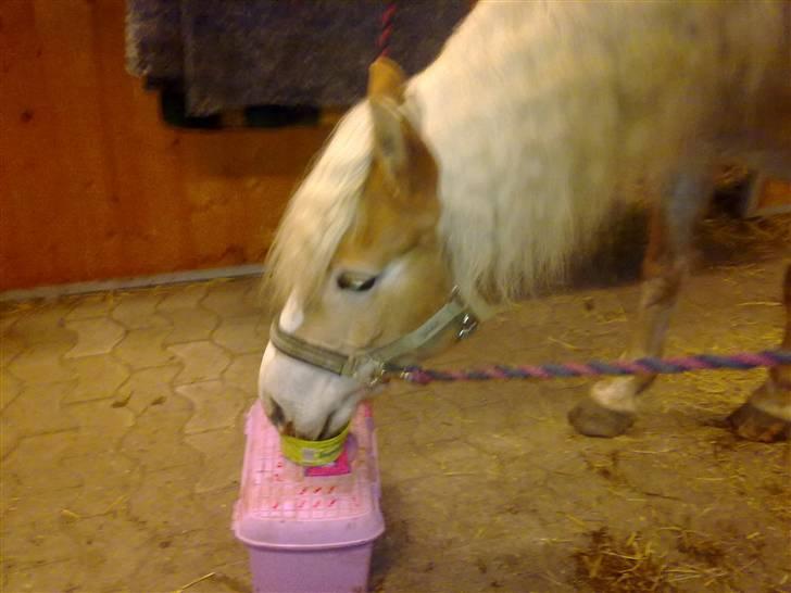 Haflinger Unika<3 Solgt! billede 13