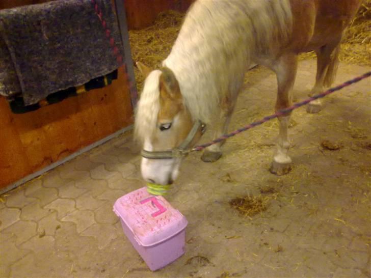 Haflinger Unika<3 Solgt! billede 14