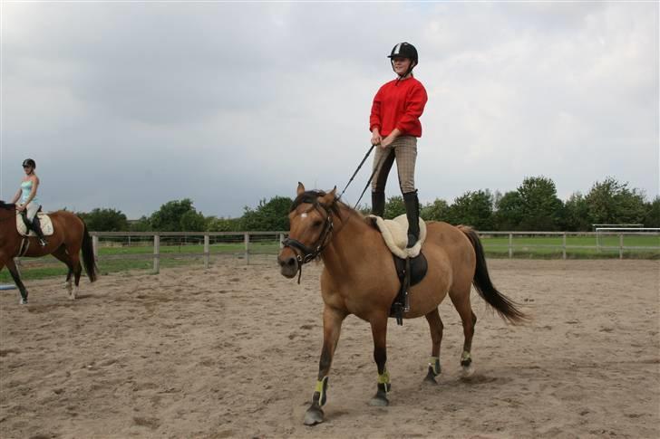 Anden særlig race Trøffel -SOLGT billede 1