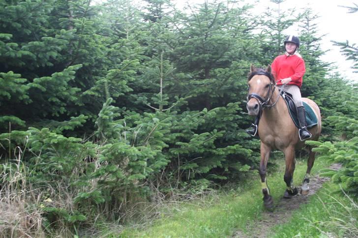 Anden særlig race Trøffel -SOLGT billede 2
