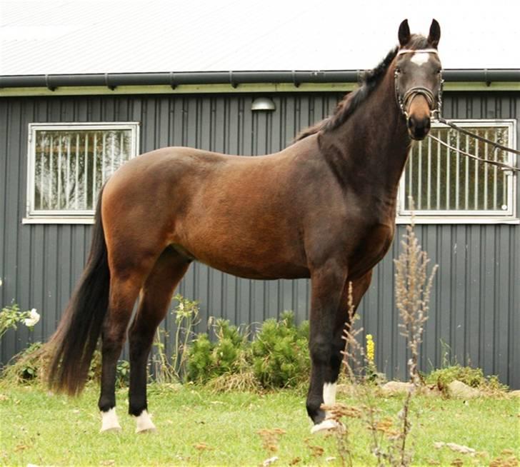 Dansk Varmblod La'cour De'lux - Fra avler billede 1