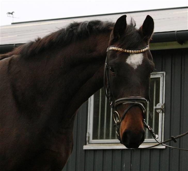 Dansk Varmblod La'cour De'lux - Fra avler billede 2