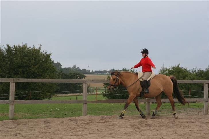 Anden særlig race Trøffel -SOLGT billede 4