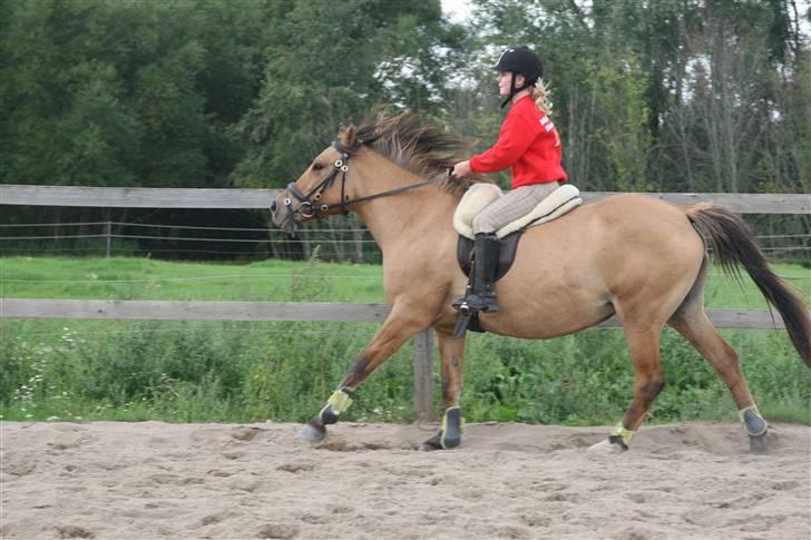 Anden særlig race Trøffel -SOLGT billede 5