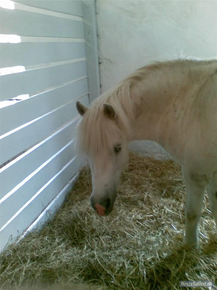 Anden særlig race Mickey<3  - Sker der noget spændene Mickey?? billede 3