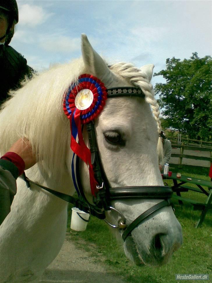 Anden særlig race Mickey<3  - Nuuuuurh, Mickeys første stævne med nuværende ejer!! billede 4