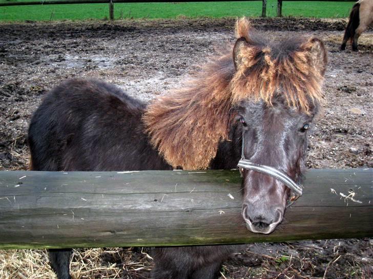 Islænder Perla fra Villaknot billede 13