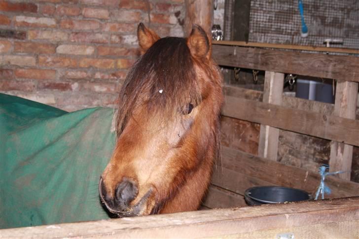 Kaspisk hest Rosmear Arad billede 10