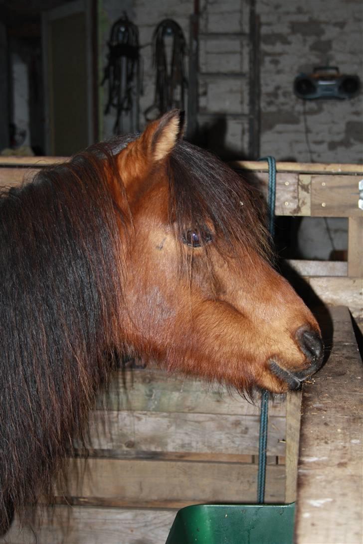 Kaspisk hest Rosmear Arad billede 11