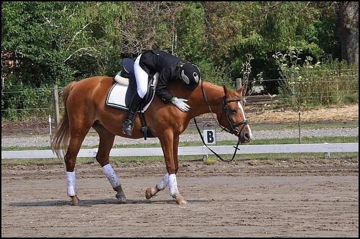 Hollandsk Sportspony Danja R.I.P. <3 - Efter LD1 på GSPR. Super pony! :D Foto: Kristine Jørsboe. billede 12