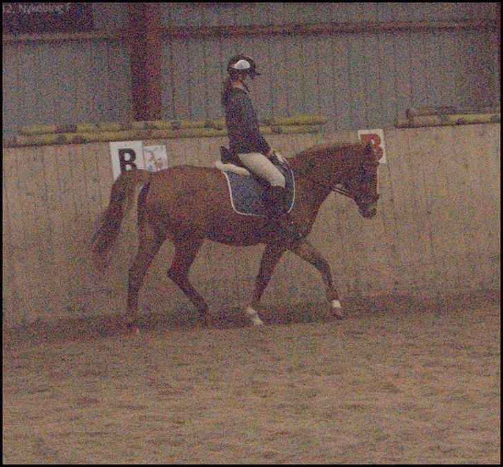 Hollandsk Sportspony Danja R.I.P. <3 - Dressurtræning. :-P Foto: Jasmine Rothausen. billede 13