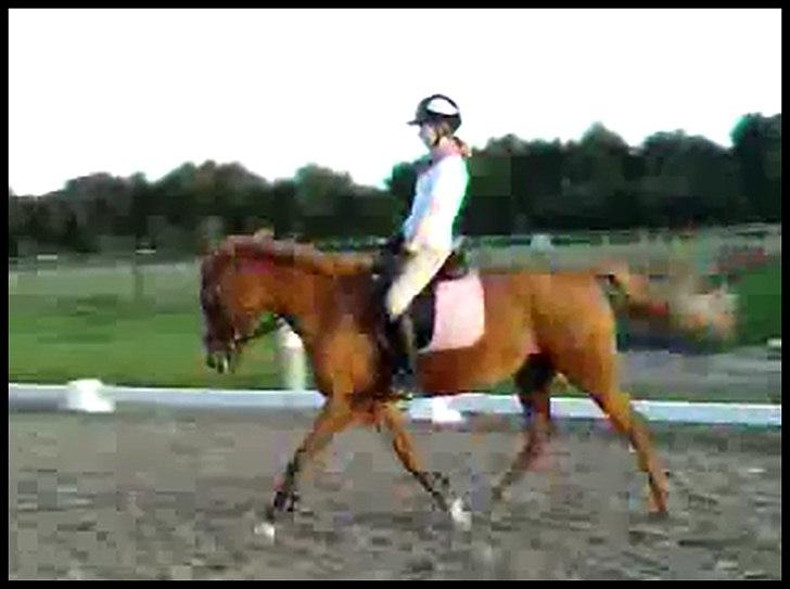 Hollandsk Sportspony Danja R.I.P. <3 - Dressur træning. :-D <3 Super pony! Foto: Malene. billede 14