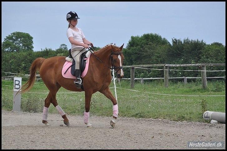 Hollandsk Sportspony Danja R.I.P. <3 - Dressurtræning. Foto: Kristine Jørsboe. billede 15