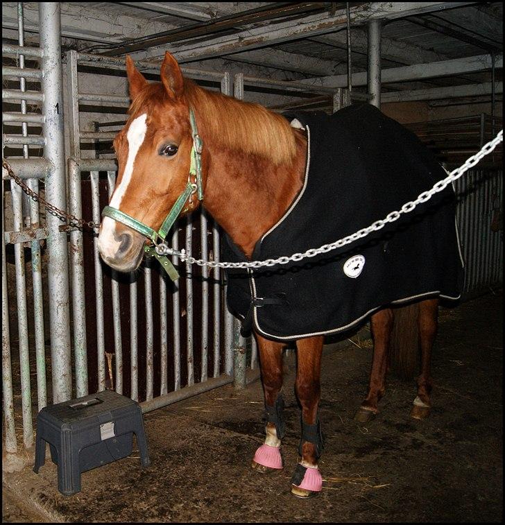 Hollandsk Sportspony Danja R.I.P. <3 - Danja opsadling vinter 2011. :-) Foto: Louise Mathisen. billede 16