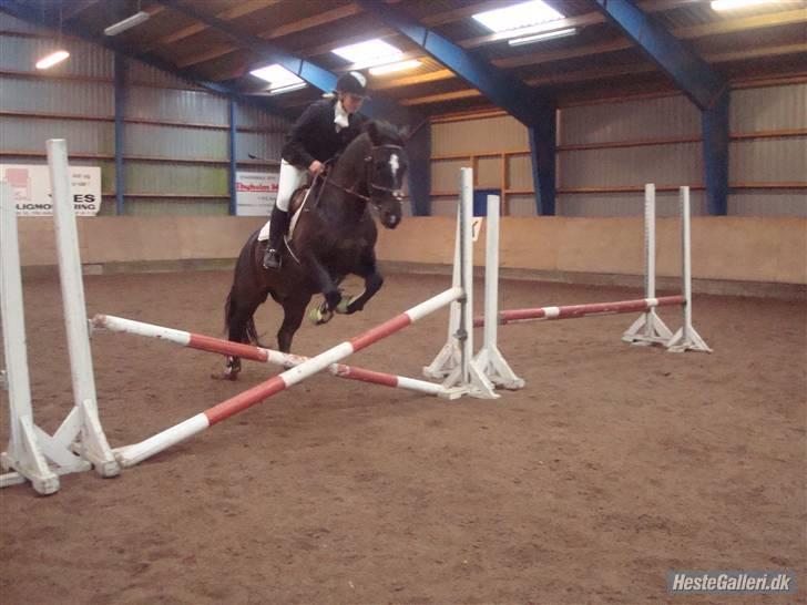 Welsh Cob (sec D) Tecno the Winner - SOLGT! - Det er godt nok et højt spring ;P billede 18