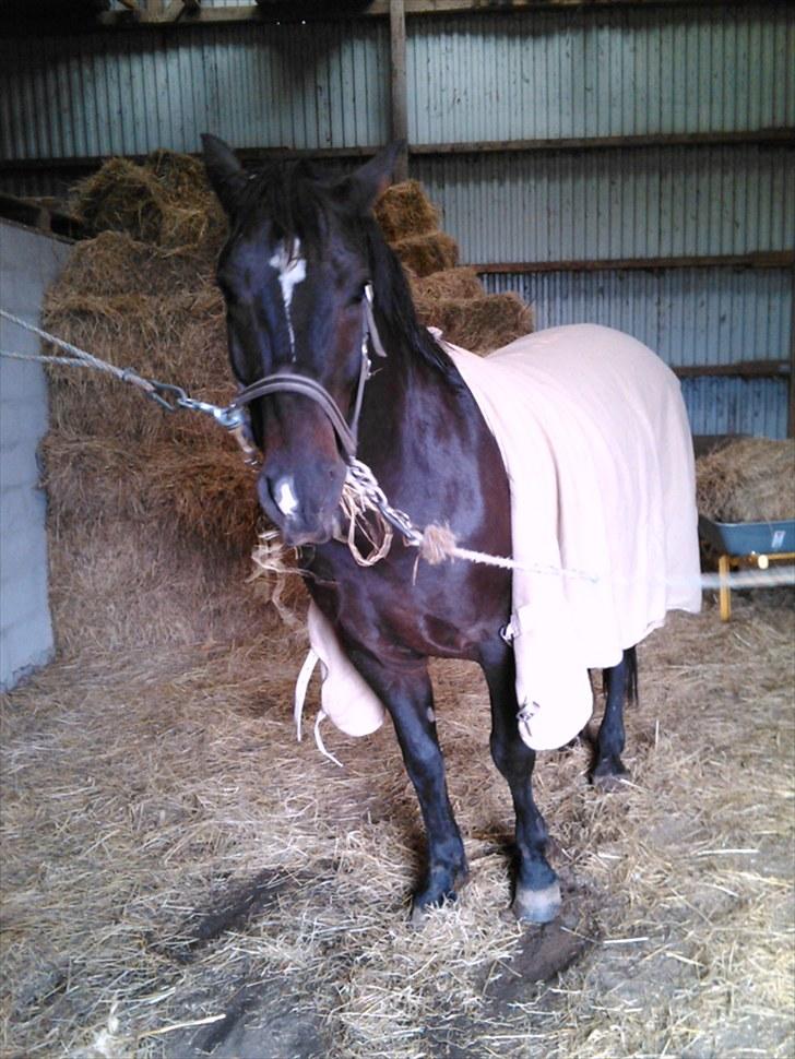 Welsh Cob (sec D) Tecno the Winner - SOLGT! - Tecno med tæppe på ;) billede 19