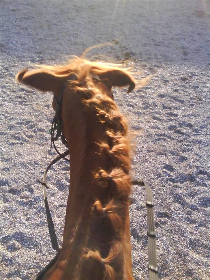 Anden særlig race Starlight - red - Et ryste billed :D Skridtede Starlight af, efter der var blevet salgsbilleder )´: billede 16