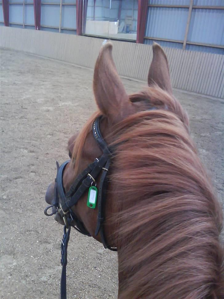 Anden særlig race Starlight - red - Han havde næsten ALTID ørene fremme :´) Over halvdelen af disse 20 billeder har han ørene fremme. Han var og er en GLAD hest :´) Jeg savner & elsker dig, min skat - mit livs stjerelys! <3 billede 18