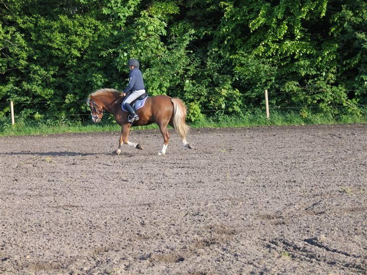 Anden særlig race Clements Smiley - uhhhhhh........ en lækker pony:* billede 14