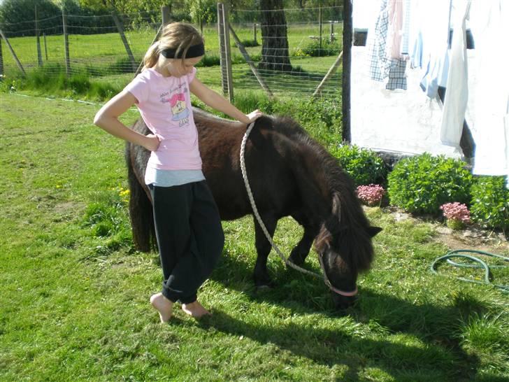 Shetlænder miss pinky - mig og pinky i haven (godt med græs) forår 09 billede 9