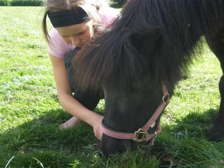 Shetlænder miss pinky - mig og svesken ;) forår 09 billede 10
