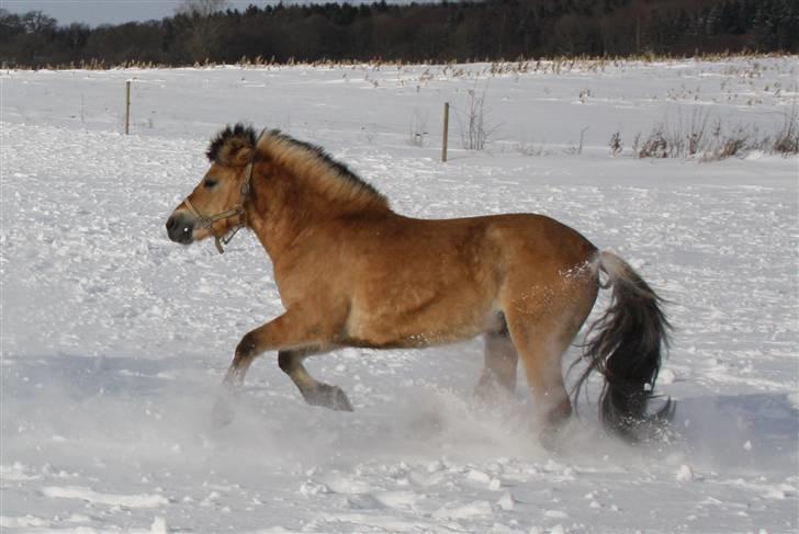 Anden særlig race Missel Anton *Solgt* - Foto : Christina Jakobsen billede 2